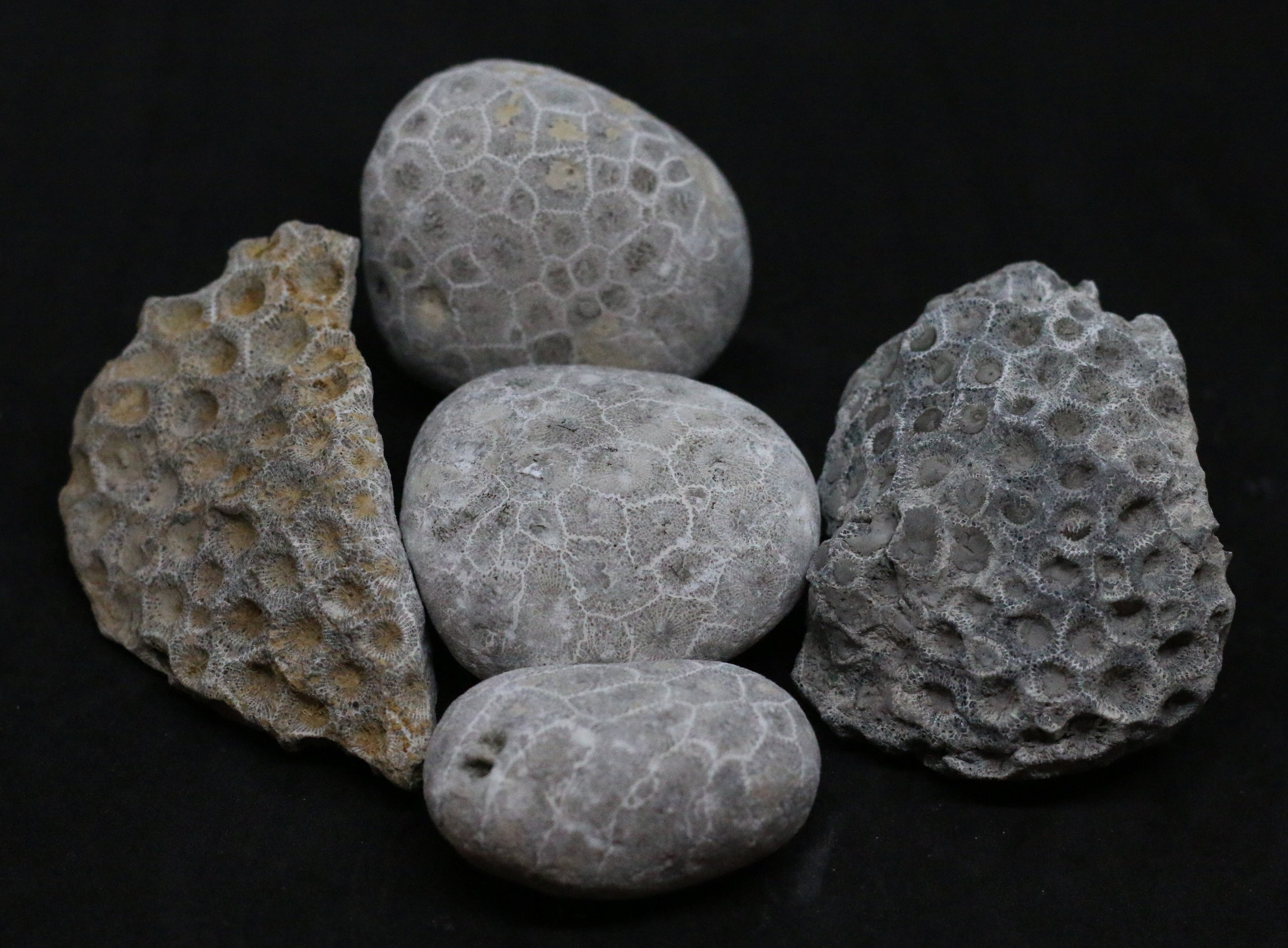 Buy sales petoskey stones